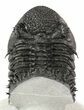 Curved Drotops Armatus Trilobite - Super Spiny #37517-4